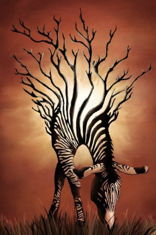 Zebra