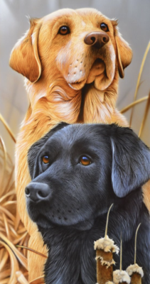 Dwa Labrador