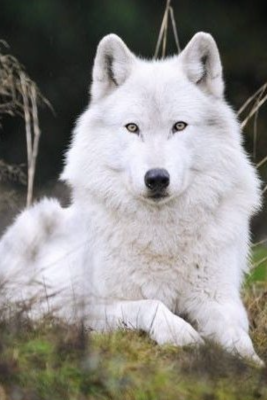 Biały wilk