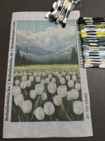 Białe tulipany